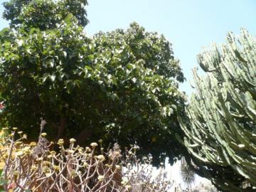 Moruša čierna na ostrove Gran Canaria v botanickej záhrade. Moruša čierna na ostrove Gran Canaria v botanickej záhrade.